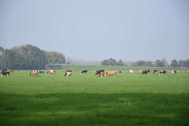 DSC 0117
